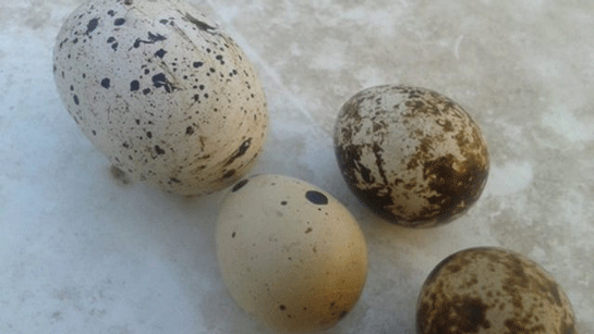 Rüyada Bıldırcın Yumurtası Görmek Rüyada Bıldırcın Yumurtası Görmek