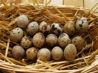 Bıldırcın Çiftleşmeden Yumurtlar mı?