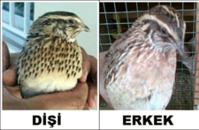 Bıldırcın Cinsiyet Ayrımı