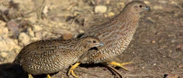 Bıldırcın Yavrusu Nasıl Beslenir?