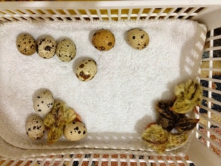 Döllü Bıldırcın Yumurtası Özellikleri ve Faydaları Nelerdir?