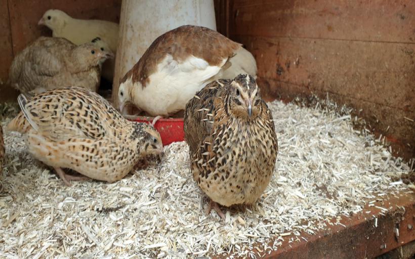 Bıldırcının Kuluçkaya Yatacağı Nasıl Anlaşılır?