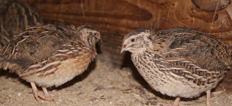 Bıldırcınların Kavga Etmemesi İçin Neler Yapılabilir?