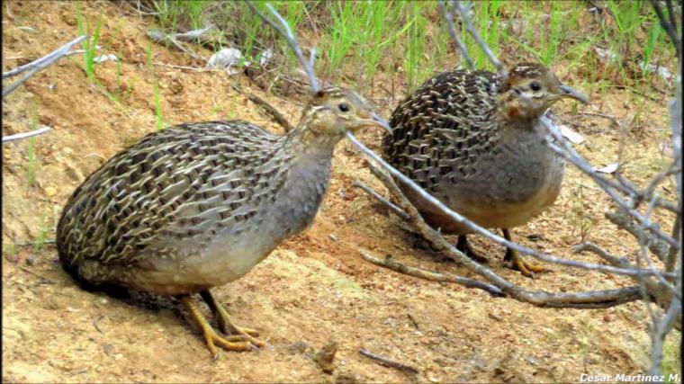 Dişi Bıldırcın Öter mi?