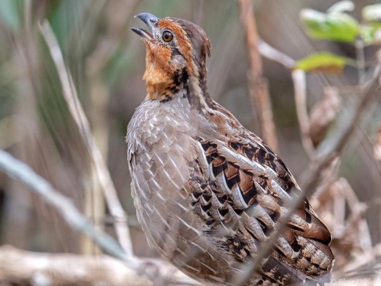Erkek Bıldırcın Neden Öter?