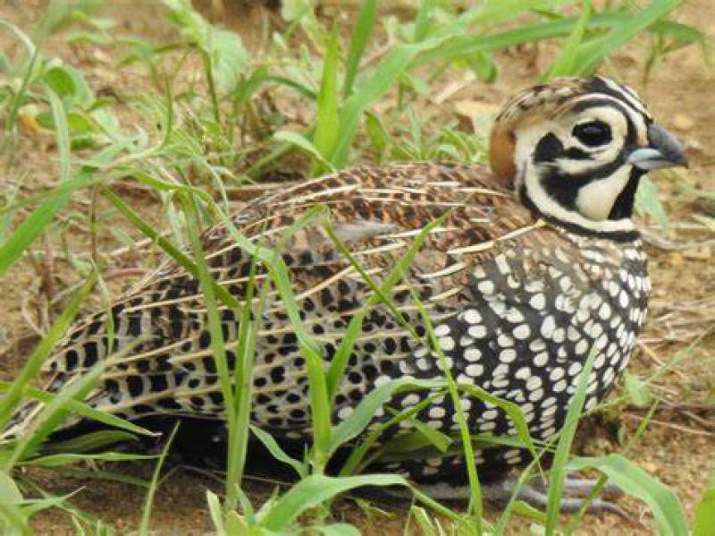 Montezuma Bıldırcını Türleri ve Özellikleri